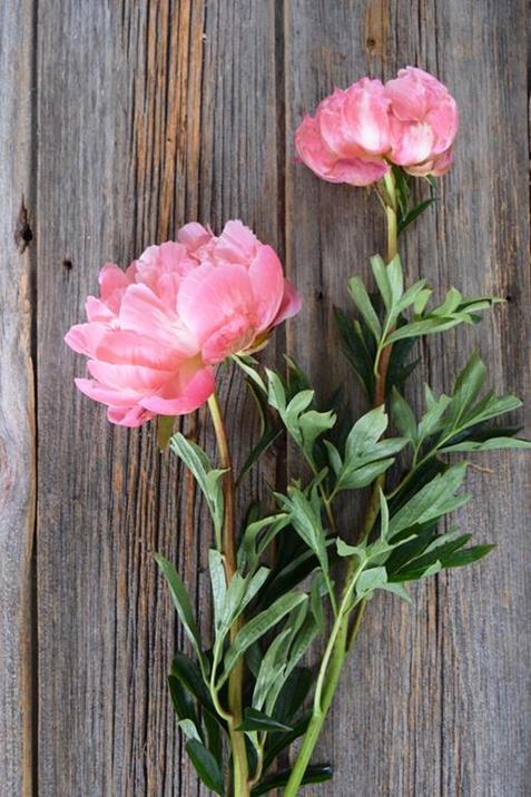 CORAL SUNSET   PEONIES